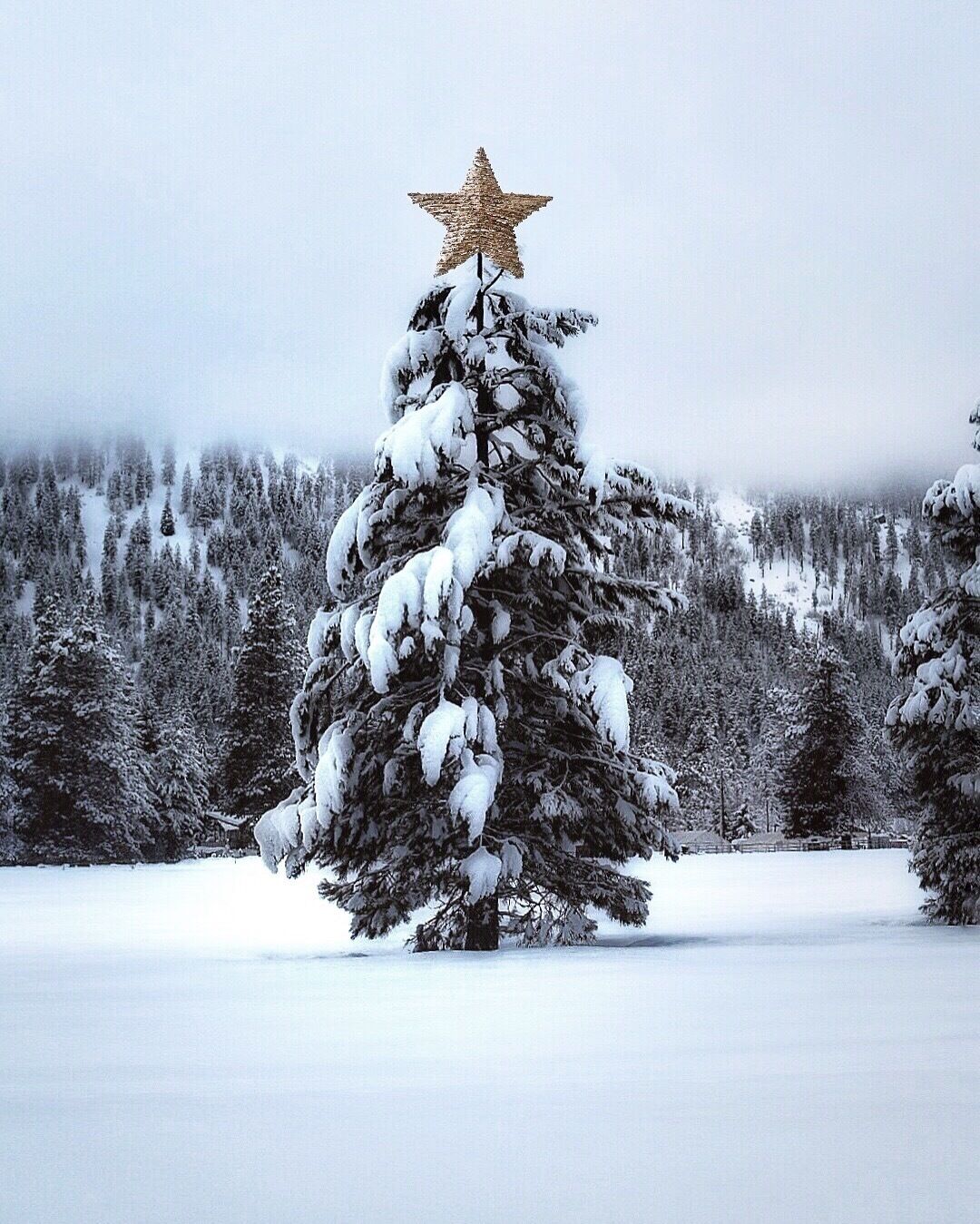 Hello Winter. Found your Christmas tree yet? #winter #adventure #roadtrip #snow #pnw #Christmas  #WinterWonders