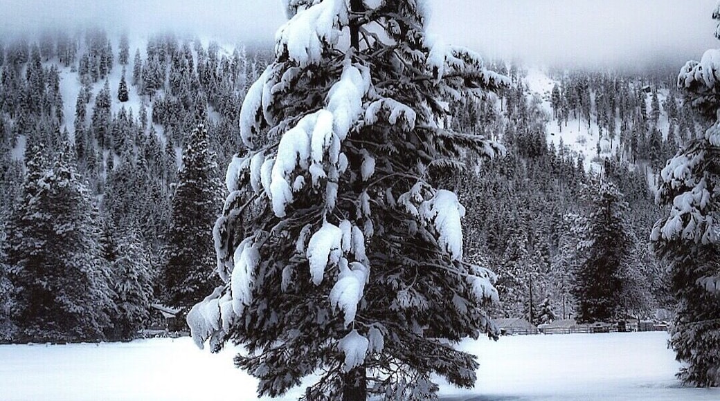 Hello Winter. Found your Christmas tree yet? #winter #adventure #roadtrip #snow #pnw #Christmas #WinterWonders