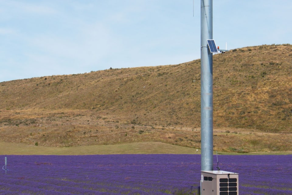 Una turbina eólica en un campo de flores moradas.