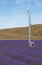 Lavender Wind Farm