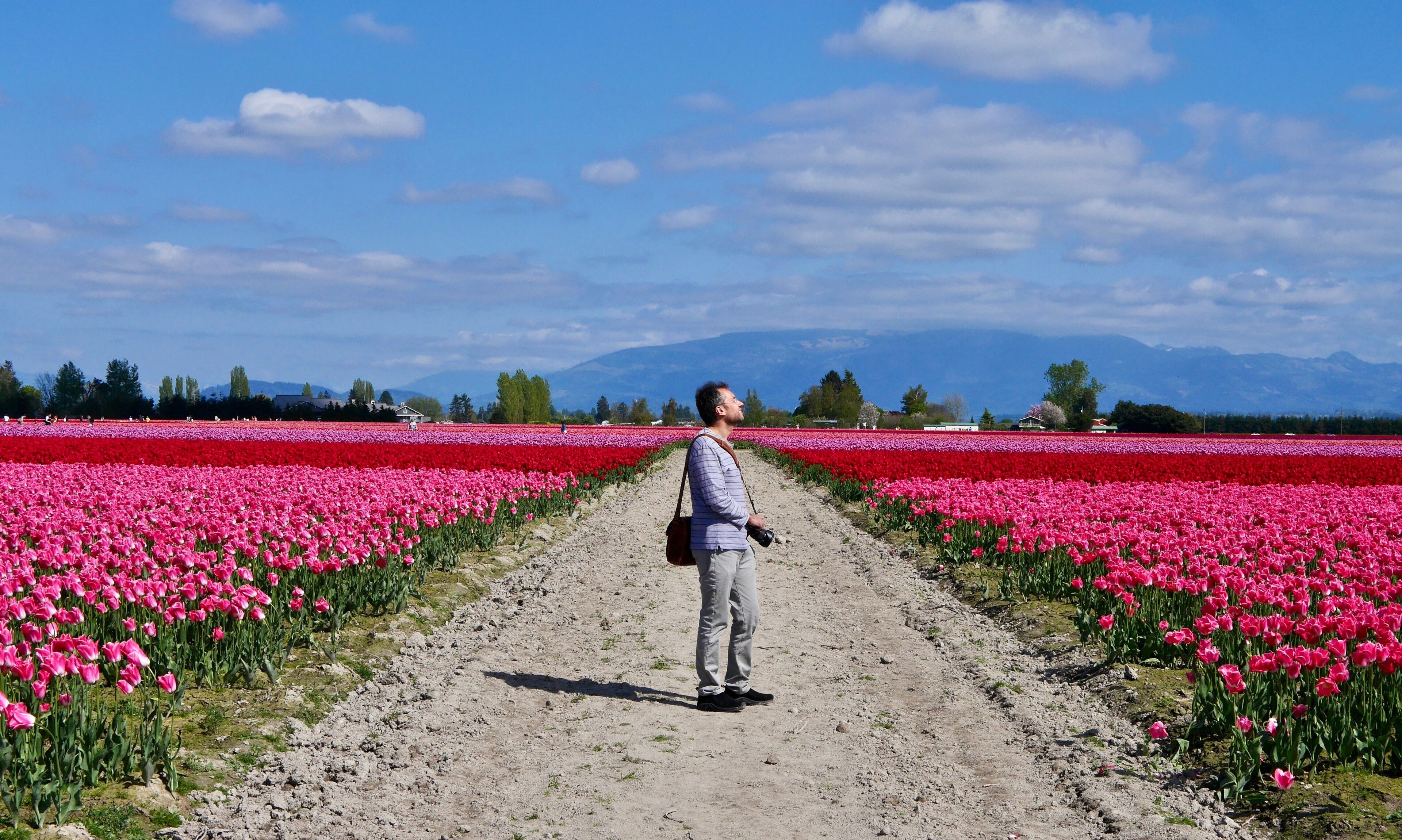 Man photographer at colourful tulip fields. Mount Vernon Tulip Festival. Tulip Town. Seattle. Washington. United States.