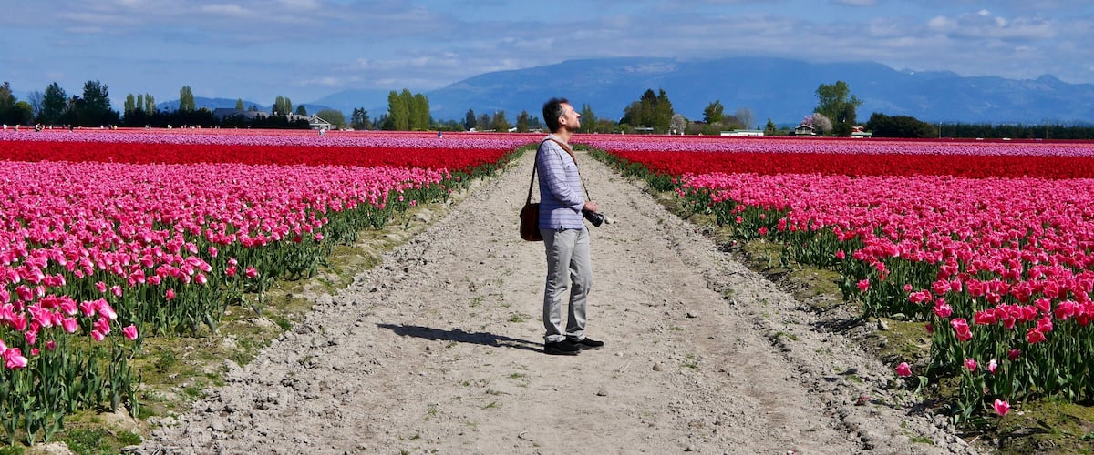 Man photographer at colourful tulip fields. Mount Vernon Tulip Festival. Tulip Town. Seattle. Washington. United States.