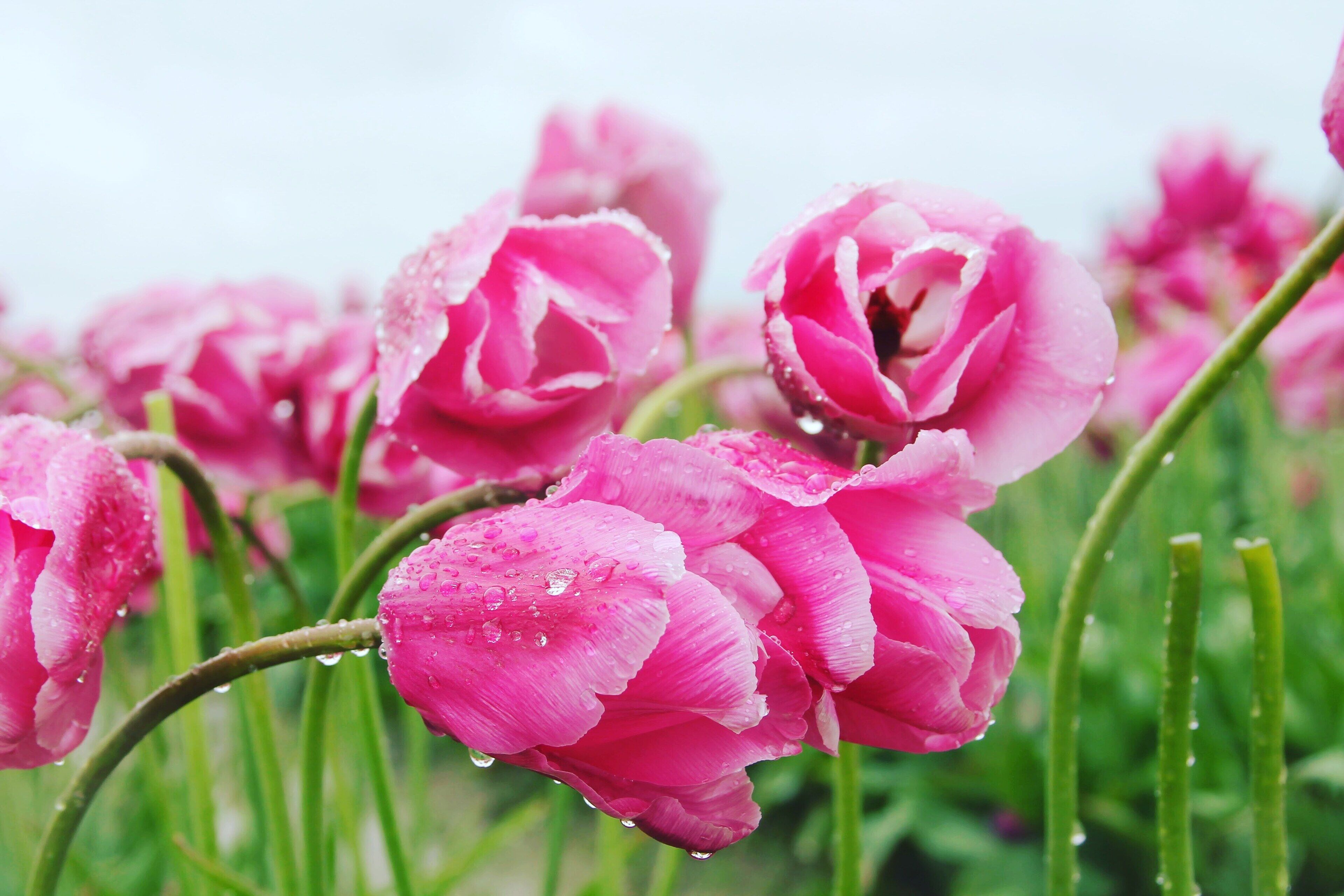 Tulip festival in Mount Vernon Washington. Tip: wear rain Boots #LifeAtExpedia #details