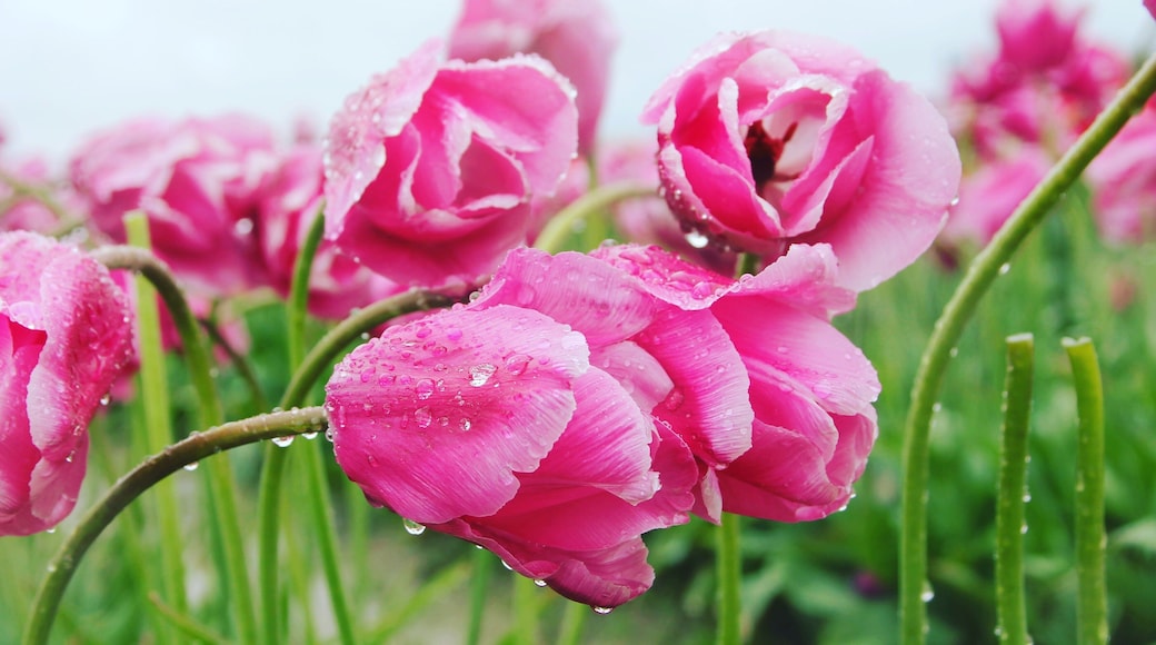 Tulip festival in Mount Vernon Washington. Tip: wear rain Boots #LifeAtExpedia #details