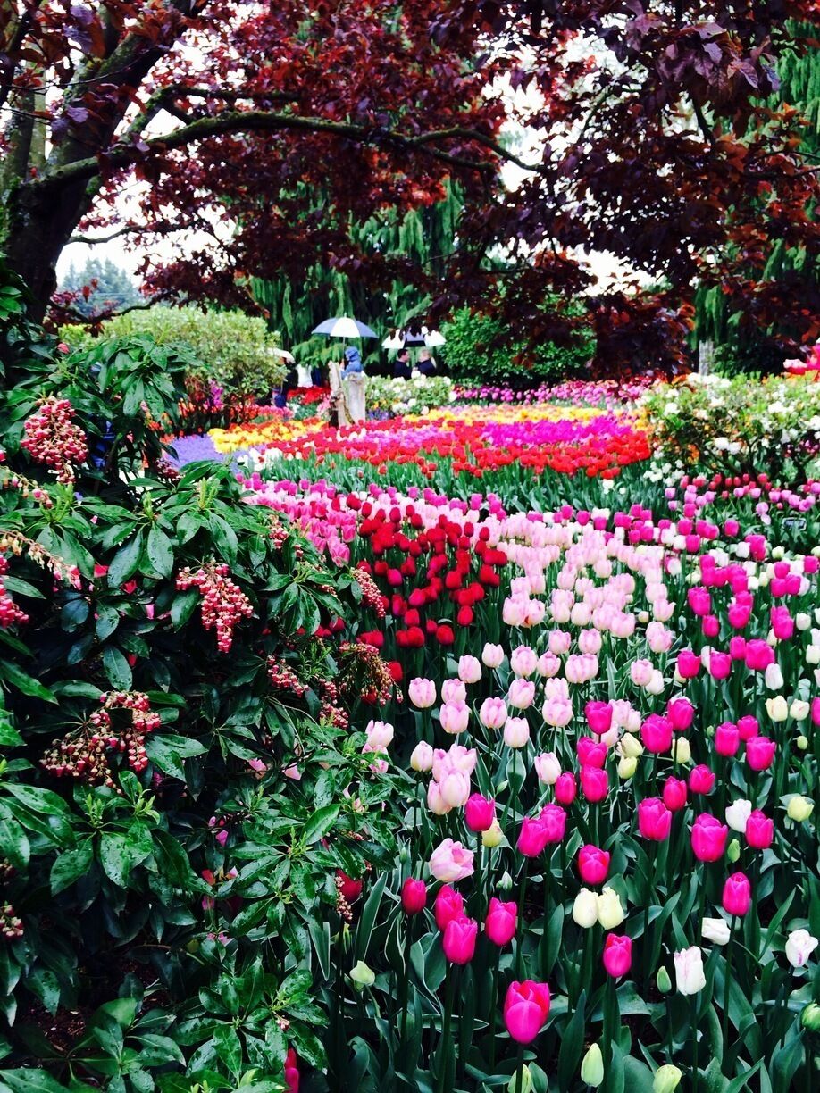 #troveon Tulip gardens at the Skagit Tulip Festival. About 45 minutes north of Seattle in April.