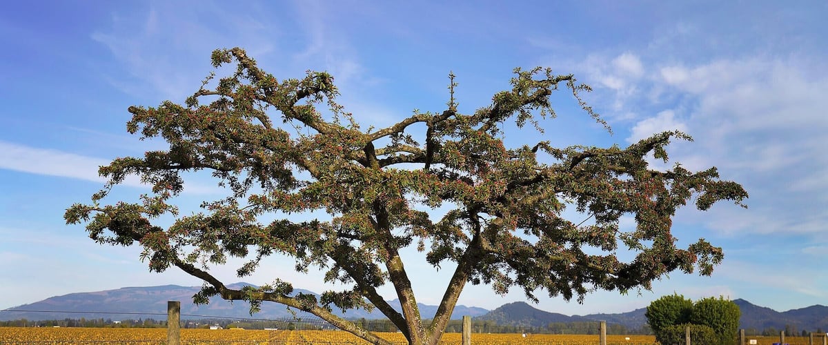 Still time to catch the tulip fields and gardens in Skagit County. If you get there when Roozengaarde opens at 9am you might be able to take some people-less shots. It fills up quick, though, even on weekdays. Tip: Sometimes they open a bit early...