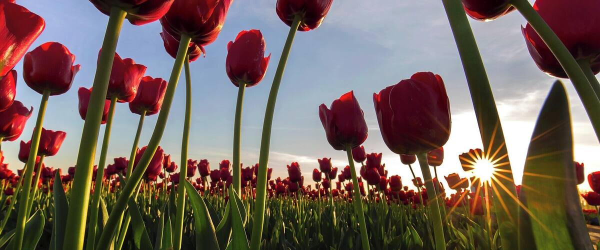 Tulip field at sunset.  This is a great time to photograph tulips if you fancy a sunburst peaking out among the stalks.  It does take a fair amount of patience to find a nice looking bunch of bulbs with the sun in the right position (just partly occluded), all the while the sun is sinking further toward the horizon.  It took more than 300 less-impressive attempts to net this beauty.  This time I was careful to have out my 16-35mm lens, which produces lovely sunbursts with its 9-bladed aperture.