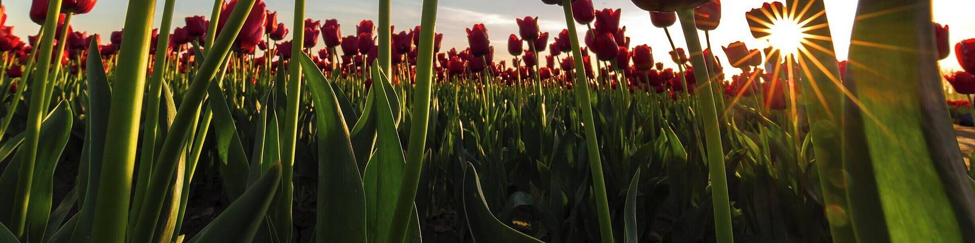 Tulip field at sunset. This is a great time to photograph tulips if you fancy a sunburst peaking out among the stalks. It does take a fair amount of patience to find a nice looking bunch of bulbs with the sun in the right position (just partly occluded), all the while the sun is sinking further toward the horizon. It took more than 300 less-impressive attempts to net this beauty. This time I was careful to have out my 16-35mm lens, which produces lovely sunbursts with its 9-bladed aperture.