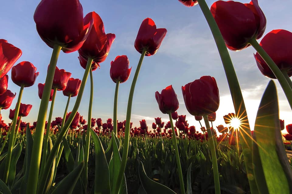 Un camp de tulipes vermelles amb el sol ponent-se al fons.