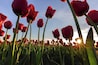 Tulip field at sunset. This is a great time to photograph tulips if you fancy a sunburst peaking out among the stalks. It does take a fair amount of patience to find a nice looking bunch of bulbs with the sun in the right position (just partly occluded), all the while the sun is sinking further toward the horizon. It took more than 300 less-impressive attempts to net this beauty. This time I was careful to have out my 16-35mm lens, which produces lovely sunbursts with its 9-bladed aperture.