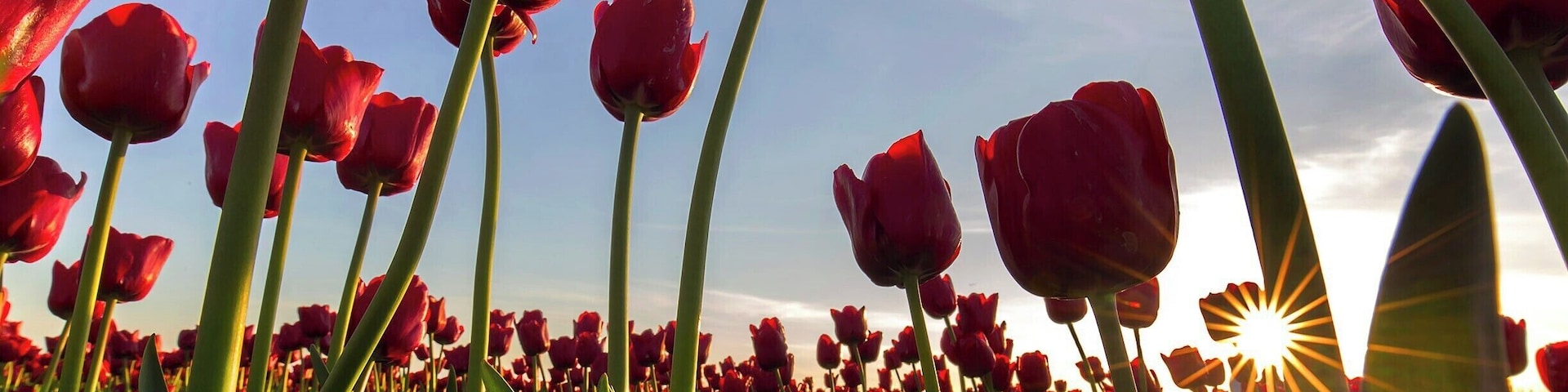 Tulip field at sunset.  This is a great time to photograph tulips if you fancy a sunburst peaking out among the stalks.  It does take a fair amount of patience to find a nice looking bunch of bulbs with the sun in the right position (just partly occluded), all the while the sun is sinking further toward the horizon.  It took more than 300 less-impressive attempts to net this beauty.  This time I was careful to have out my 16-35mm lens, which produces lovely sunbursts with its 9-bladed aperture.