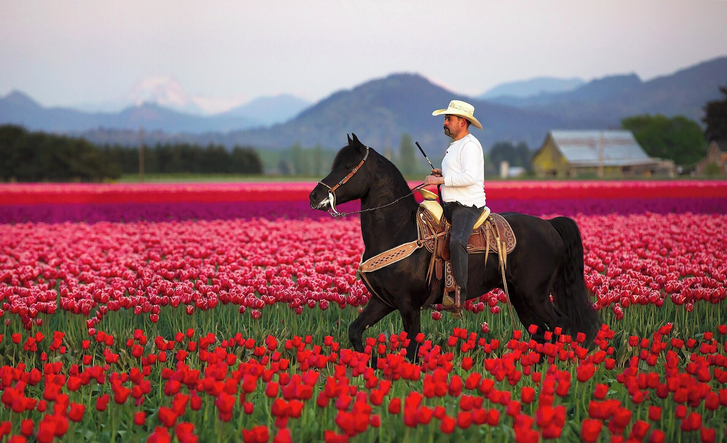 Opportunistic moment!  I was intently focused on some post-sunset landscape shots of a barn when I heard some light neighing.  I looked up to see a pair of horses crossing the tulip field and realized I only had a moment to get off a shot.  Fortunately, I already had my 70-200 lens mounted, but I had to release it from the tripod and quickly adjust a few settings: Manual Focus -> Auto Focus, Stabilizer Off -> On, ISO 400 -> 1600, Aperture 16 -> 4, and Shutter 1/10 -> 1/640.  I didn't have time to activate high speed shutter mode or servo focus, so I had to settle for just a few shots.  Fortunately, I got a pretty good one with the horse in an upright position and a pleasing background.