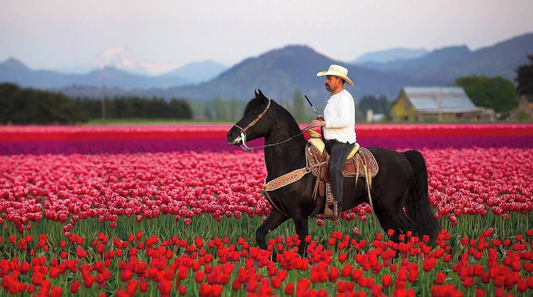 Opportunistic moment! I was intently focused on some post-sunset landscape shots of a barn when I heard some light neighing. I looked up to see a pair of horses crossing the tulip field and realized I only had a moment to get off a shot. Fortunately, I already had my 70-200 lens mounted, but I had to release it from the tripod and quickly adjust a few settings: Manual Focus -> Auto Focus, Stabilizer Off -> On, ISO 400 -> 1600, Aperture 16 -> 4, and Shutter 1/10 -> 1/640. I didn't have time to activate high speed shutter mode or servo focus, so I had to settle for just a few shots. Fortunately, I got a pretty good one with the horse in an upright position and a pleasing background.