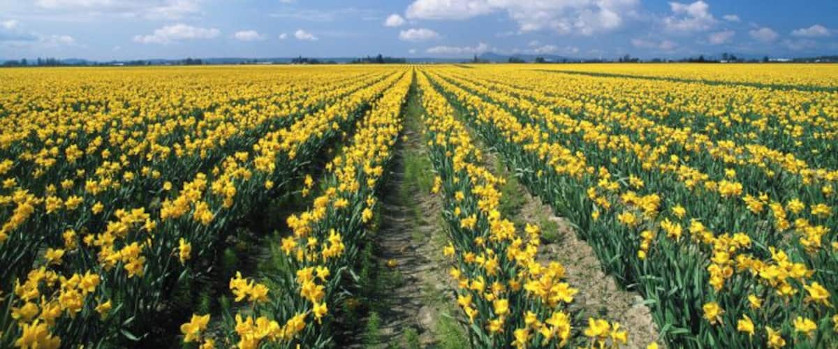 USA, Washington, Skagit Valley, daffodil field
