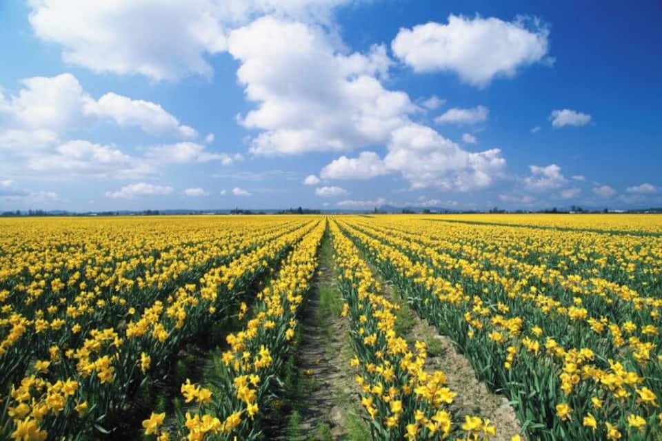 Een uitgestrekt veld vol gele bloemen onder een heldere blauwe lucht.