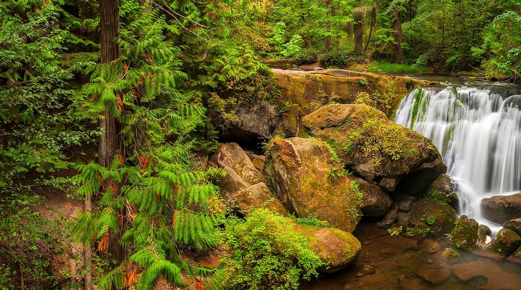Whatcom Falls, Bellingham, Washington. A lovely little park on the outskirts of downtown Bellingham, Washington. The falls are on Whatcom Creek, which leads from Lake Whatcom to Bellingham Bay.