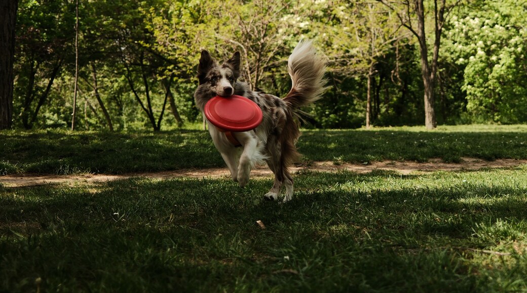 Trails and Tails Dog Park