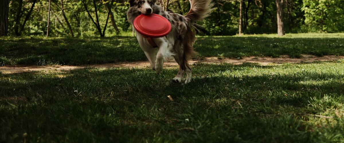 A playful red merle Border Collie runs across a sunny park field with a bright red frisbee in its mouth, surrounded by spring trees and soft green grass. Happy pet in summer park.