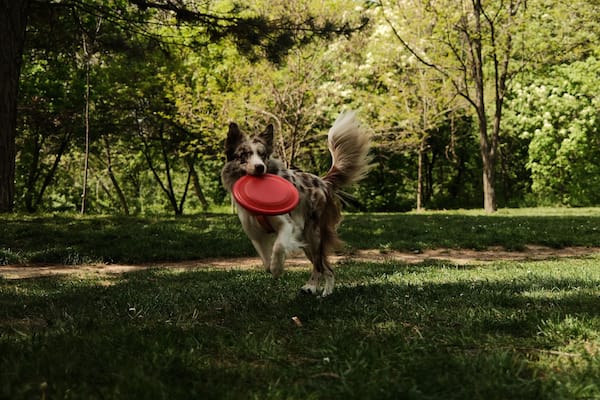 A playful red merle Border Collie runs across a sunny park field with a bright red frisbee in its mouth, surrounded by spring trees and soft green grass. Happy pet in summer park.