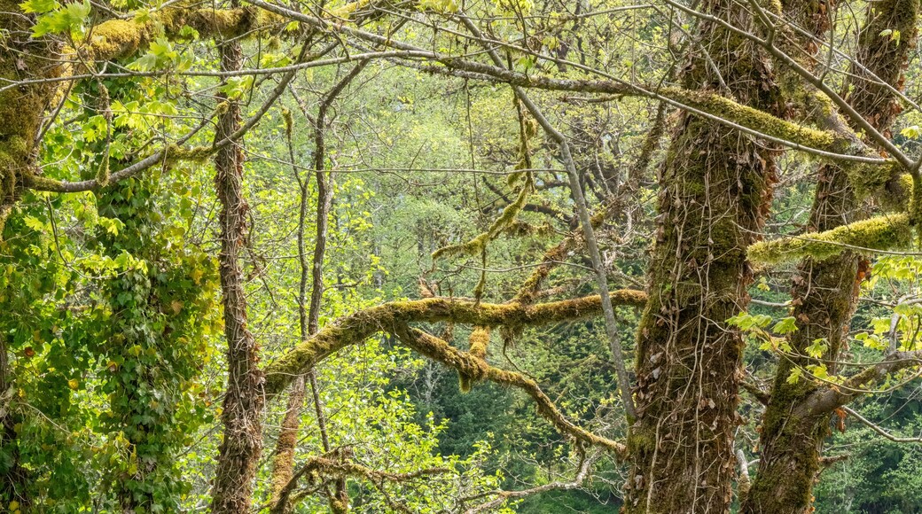 Rockport, Washington State, USA. Bench overlooking Skagit River in Rockport Steelhead Park.