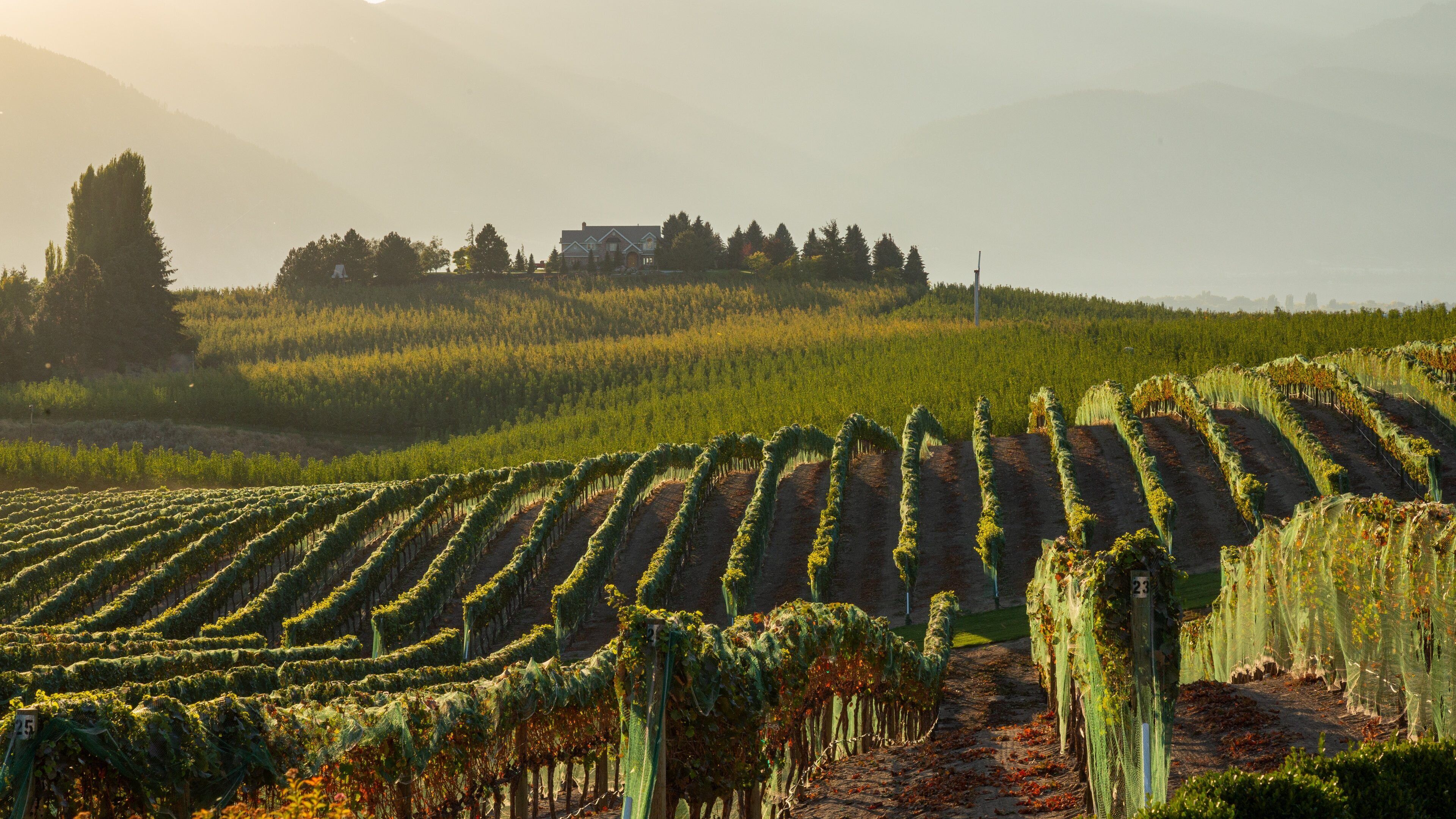 Benson Vineyards Estate Winery featuring a sunset and farmland