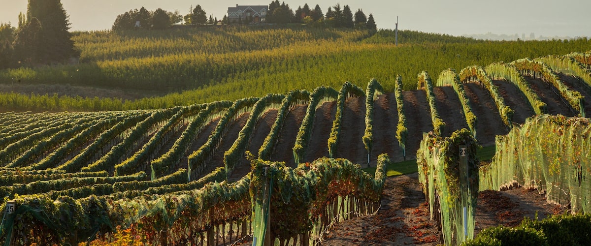 Benson Vineyards Estate Winery featuring a sunset and farmland