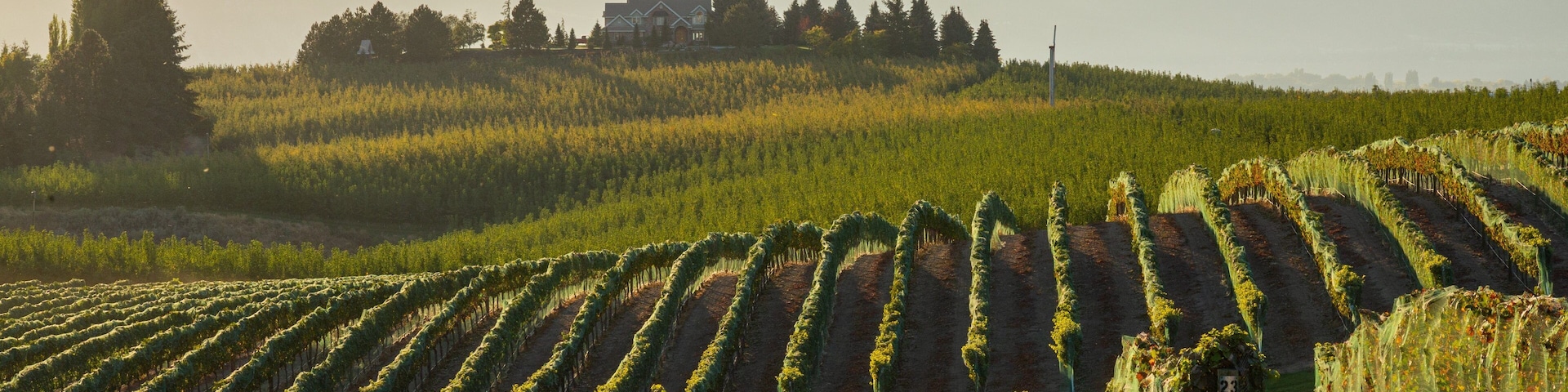 Benson Vineyards Estate Winery featuring a sunset and farmland