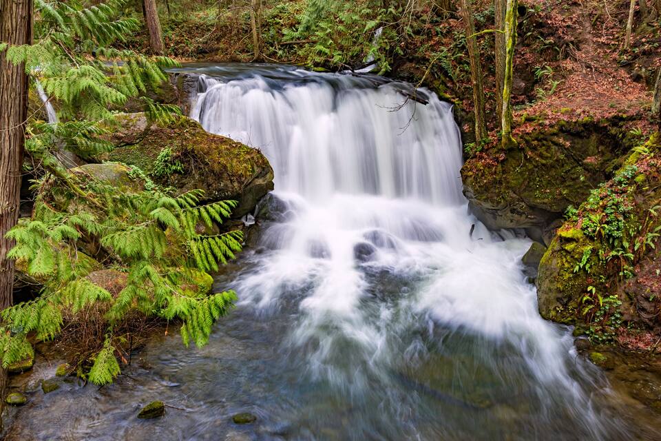 Una cascada en zona boscosa, con helechos y rocas cubiertas de musgo.