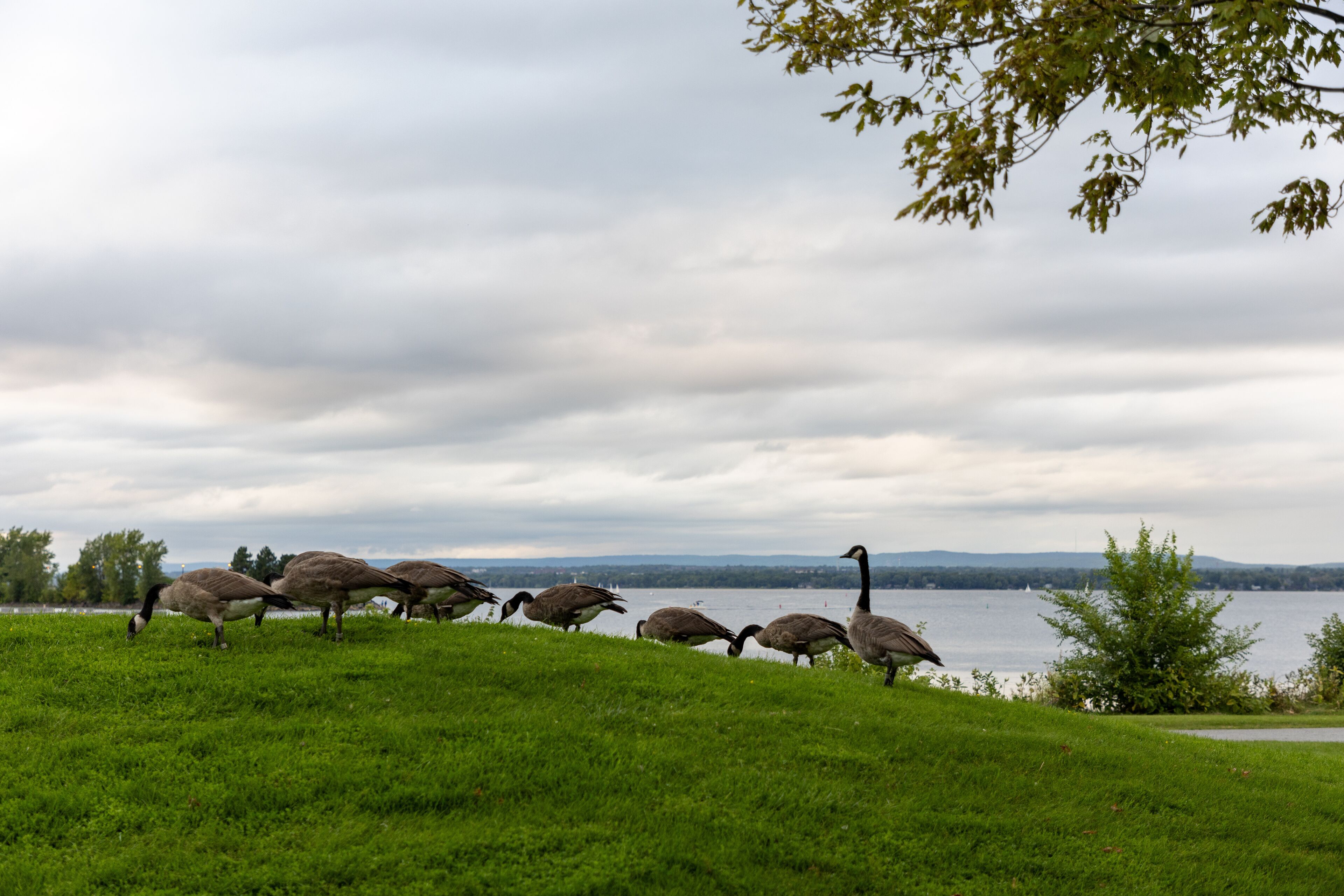 Wild Canadian geese eating grass in public park near river. A flock of wild birds. Canada goose in Andrew Haydon Park in Ottawa.