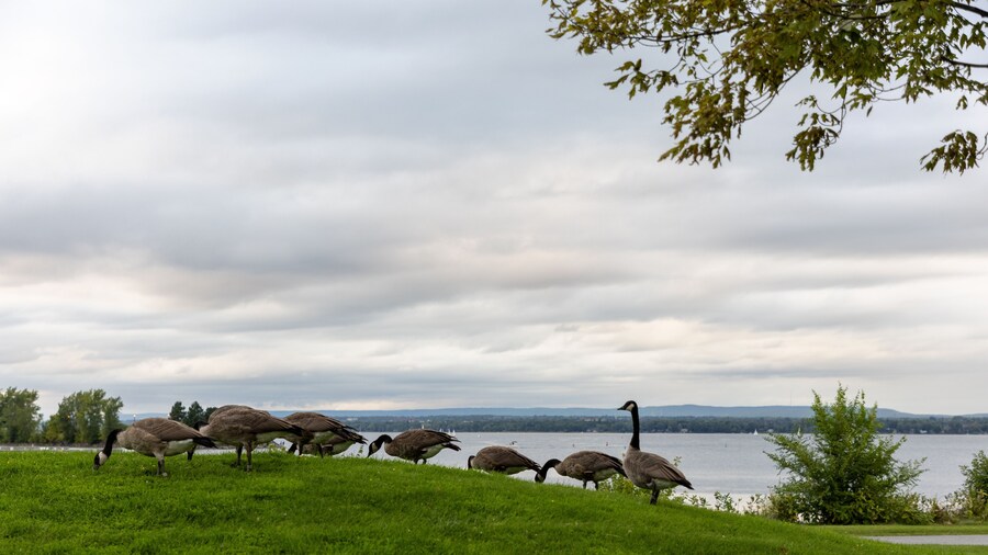 Wild Canadian geese eating grass in public park near river. A flock of wild birds. Canada goose in Andrew Haydon Park in Ottawa.
