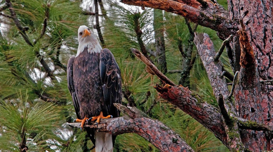 When the Kokanee spawn in the lake, Bald Eagles migrate in to feast on the fish. This one seemed to be observing me as much as I was observing him.
#nature
#outdoors
#bald_eagle
#animals