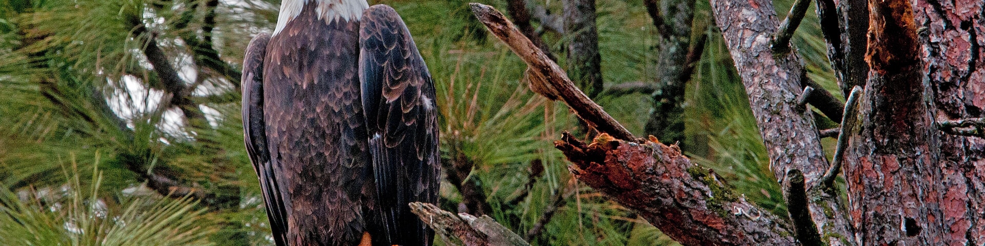 When the Kokanee spawn in the lake, Bald Eagles migrate in to feast on the fish. This one seemed to be observing me as much as I was observing him.
#nature
#outdoors
#bald_eagle
#animals
