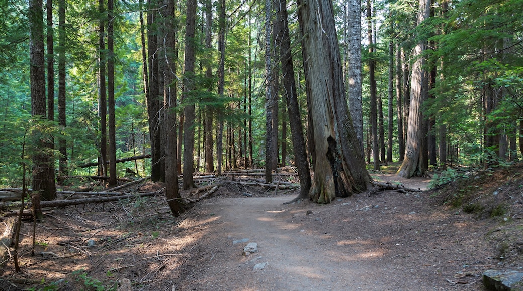 Đường mòn Kootenai Creek