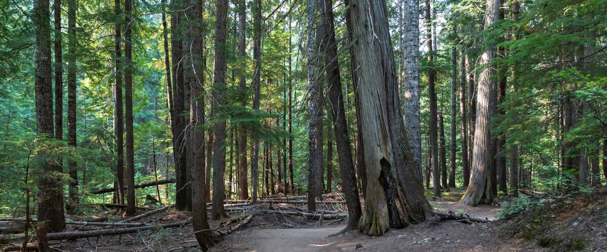Hiking traill through the Ross Creek Cedars