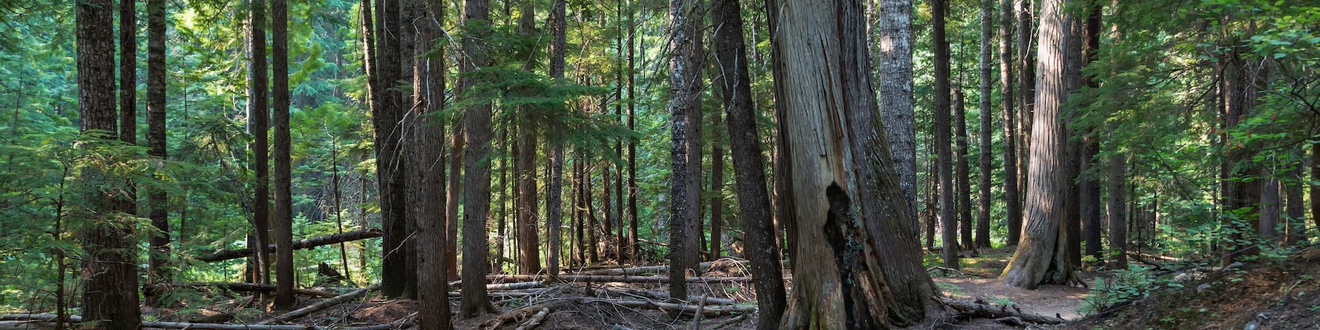Hiking traill through the Ross Creek Cedars