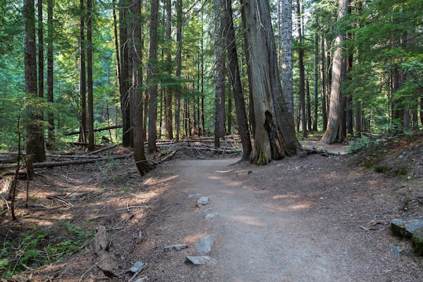 Hiking traill through the Ross Creek Cedars