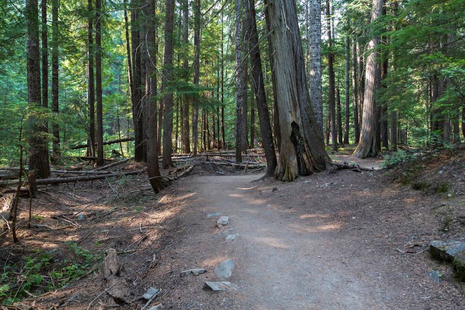A forest trail with tall trees and a dirt path.