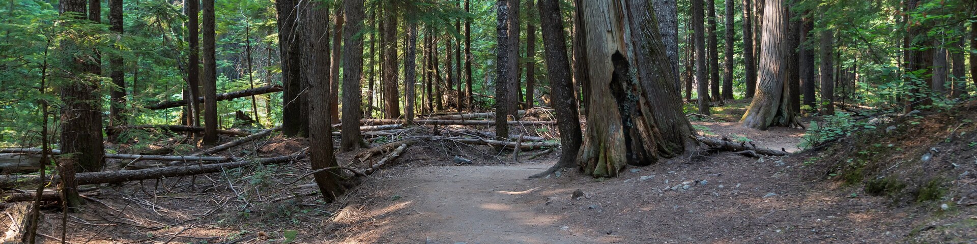 Hiking traill through the Ross Creek Cedars