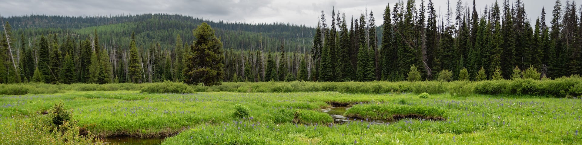 Springtime Trail Next To Beautiful Creek
