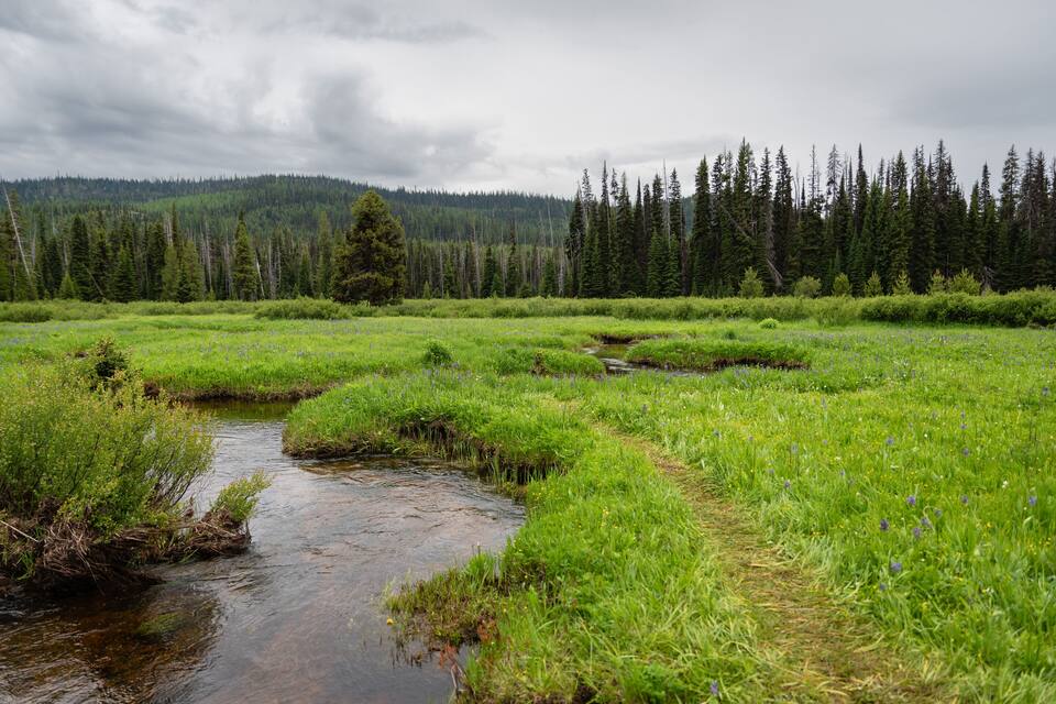 A river meandering through a lush green meadow with a forest in the background.