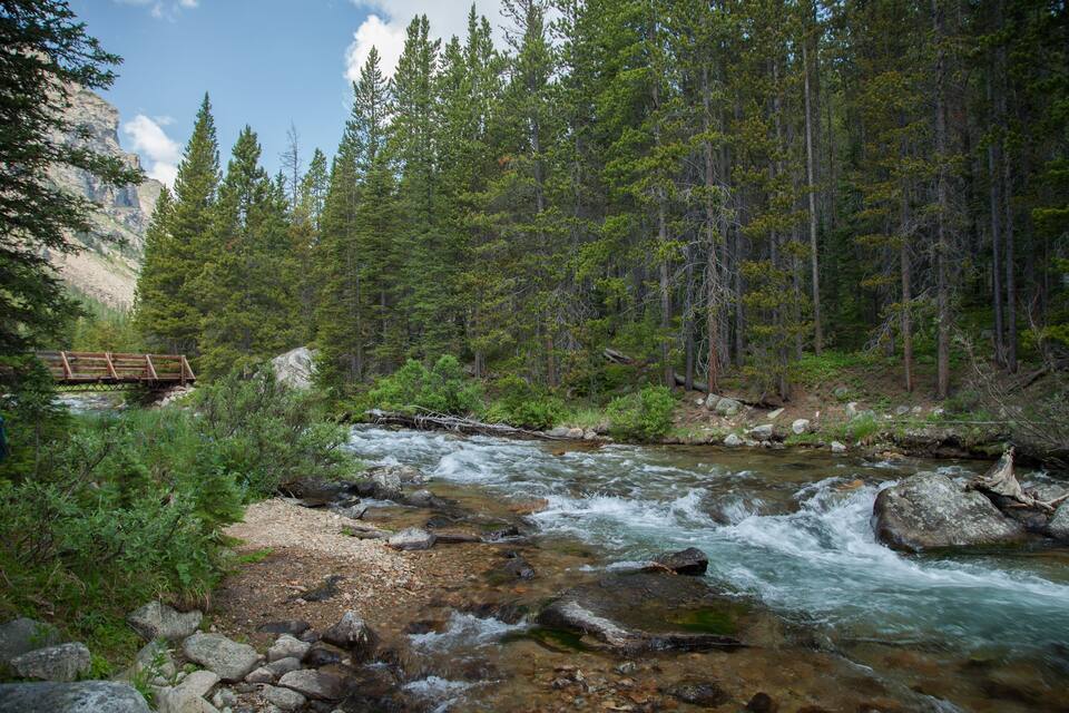 A river flowing through a forest with a wooden bridge.