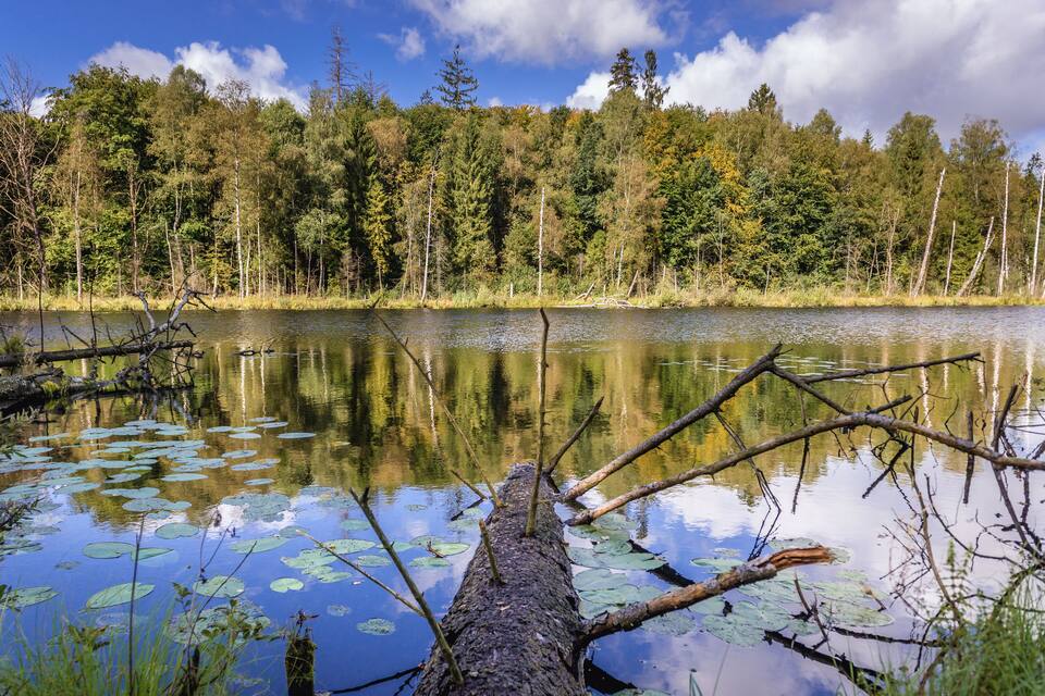 Un lac paisible, parsemé de nénuphars, avec un arbre tombé au premier plan, le tout entouré d’une forêt dense composée de différentes espèces d’arbres.