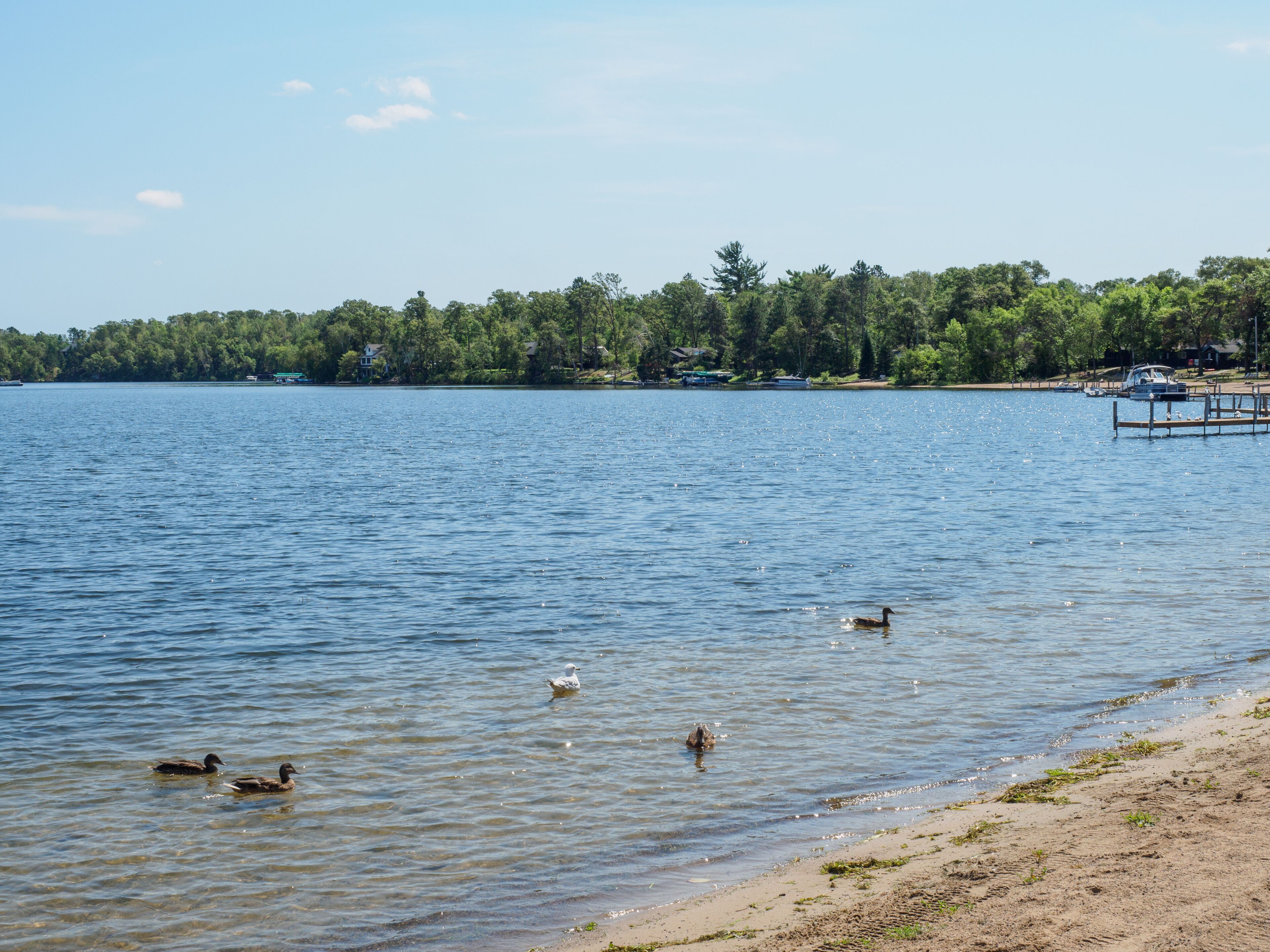 Seagull and Canadian Geese on the East Gull Lake Shore 2