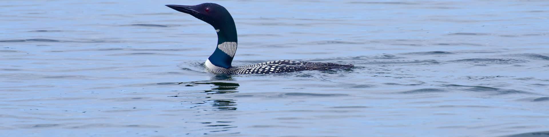 Common Loon in the water