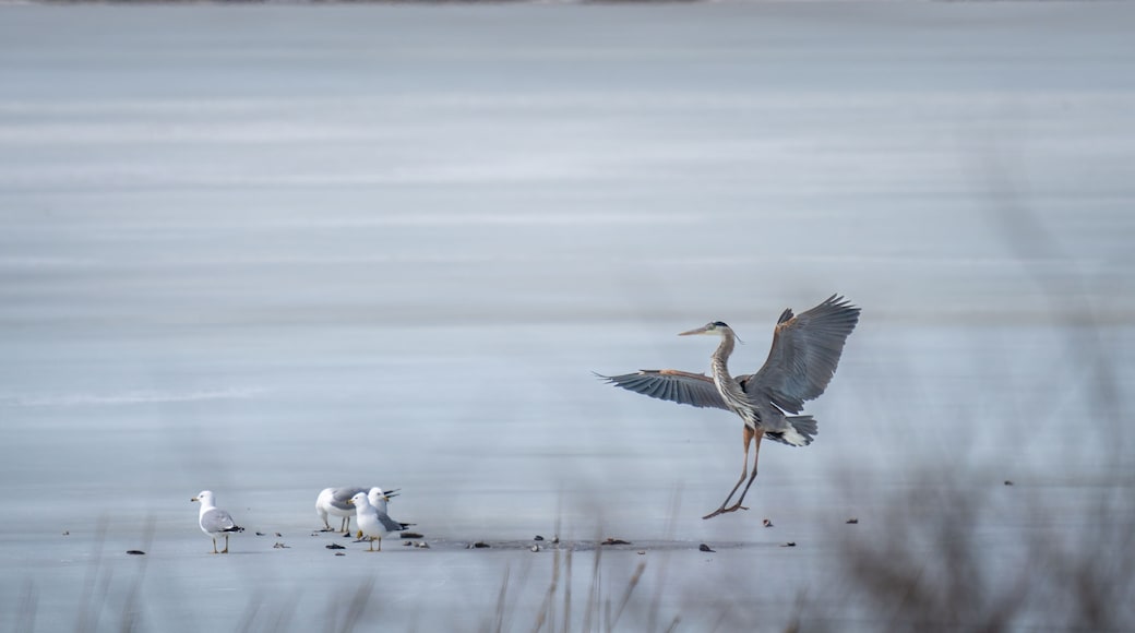 great blue heron landing on a melting lake next to some seagulls