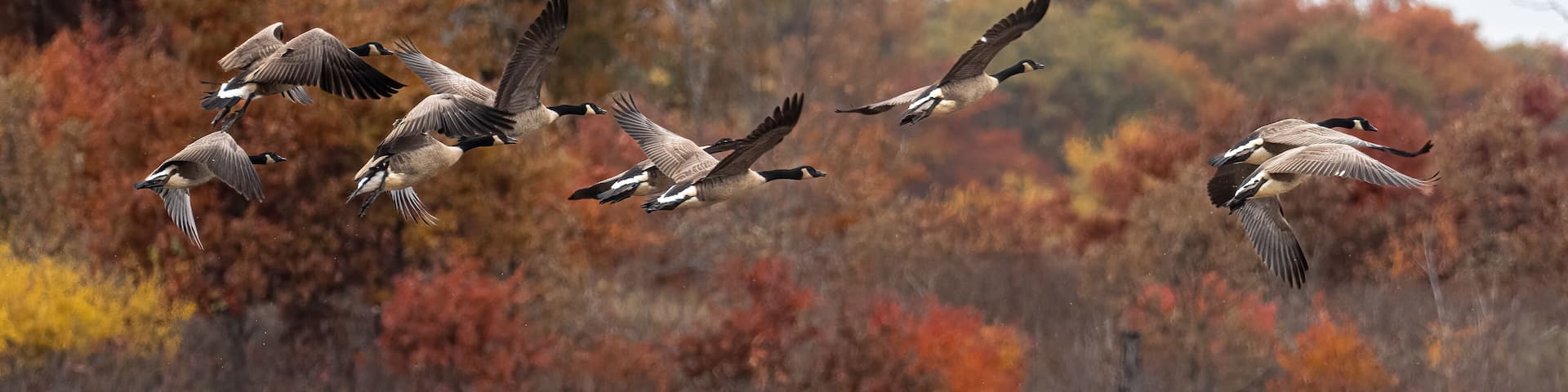 Canada geese fly past beautifully colored trees on an autumn day