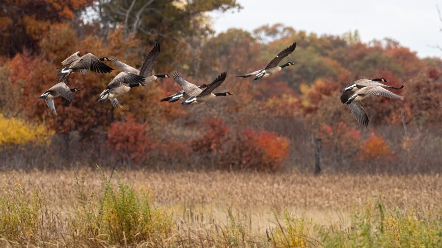 Réserve naturelle Sherburne National Wildlife Refuge