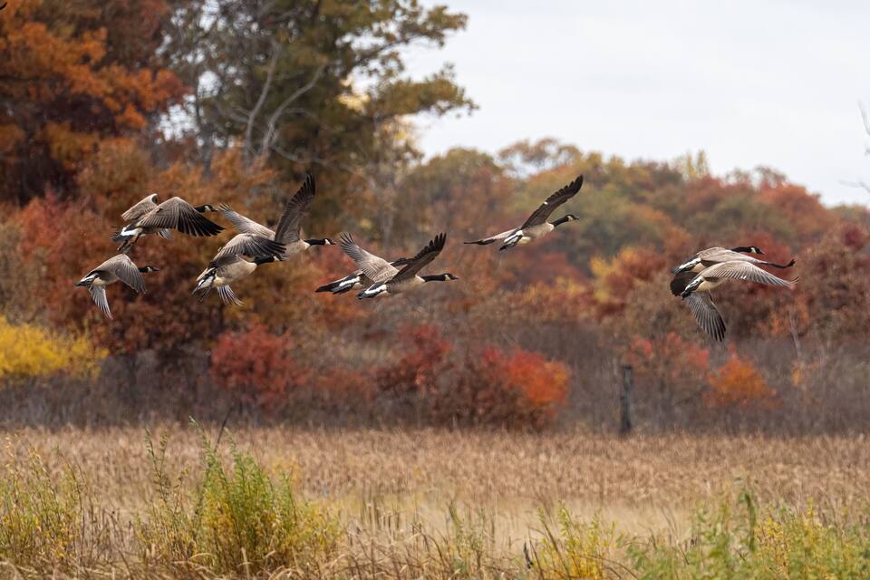 A flock of geese flying over a field with autumn-colored trees in the background.