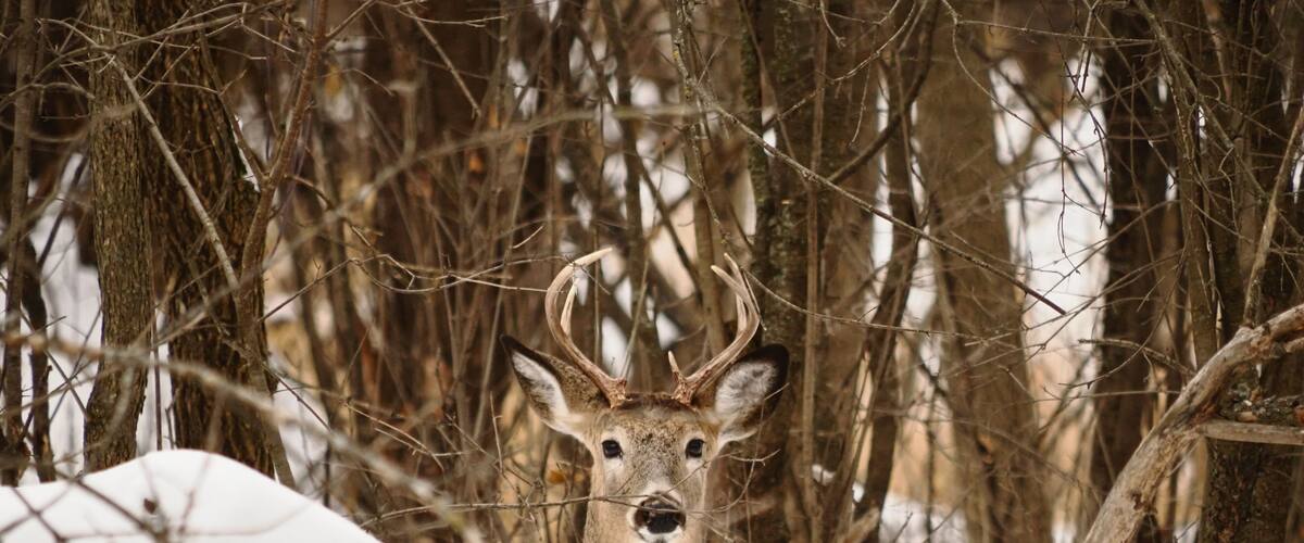 Beautiful shot of a Whitetail deer (Odocoileus virginianus), behind a snowy wooden log, in a forest