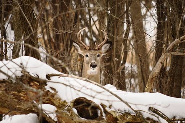 Beautiful shot of a Whitetail deer (Odocoileus virginianus), behind a snowy wooden log, in a forest